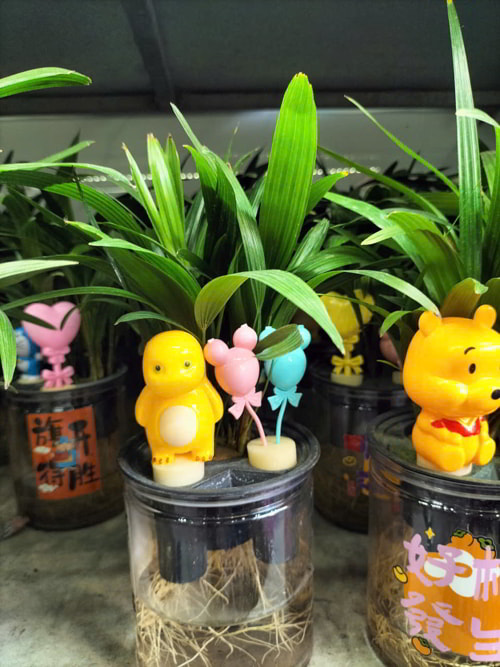 cây mật cật thủy sinh trồng chậu để bàn